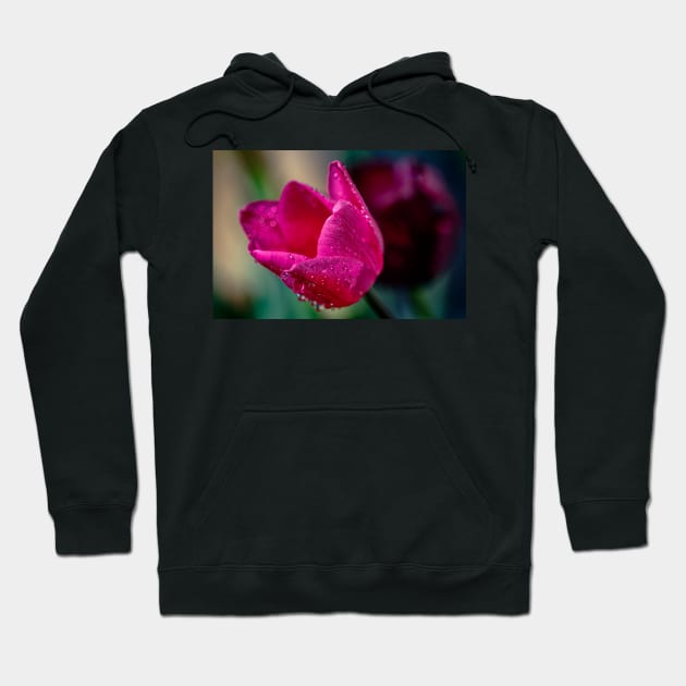 Close-up of a pink tulip Hoodie by blossomcophoto